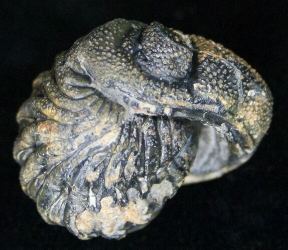 Bumpy, Enrolled Barrandeops (Phacops) Trilobite #11267